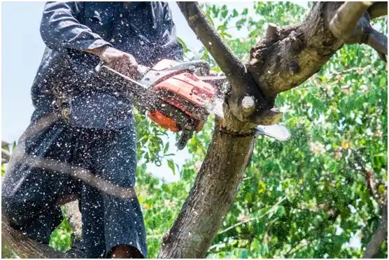 tree services Woodlake